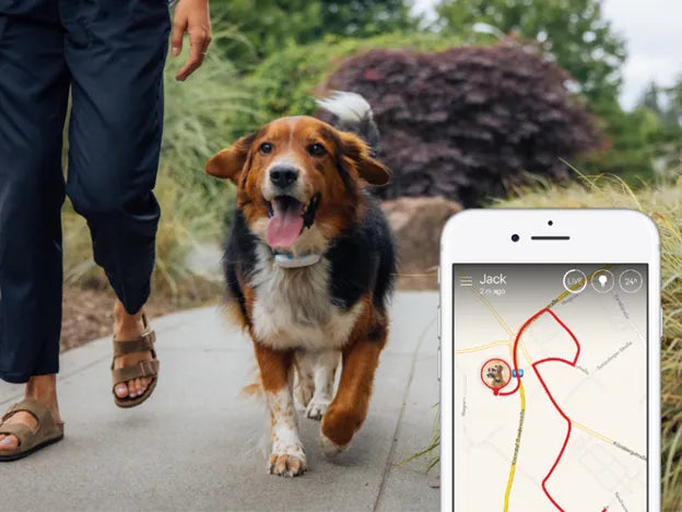 LoyalPup Nyomkövető nyakörv